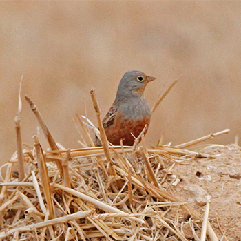 Cretzschmar's Bunting
