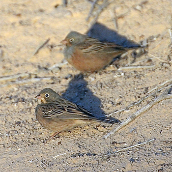 Cretzschmar's Buntings