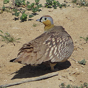 Crowned Sandgrouse