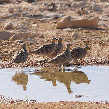 Crowned Sandgrouse