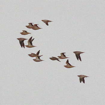 Crowned Sandgrouse