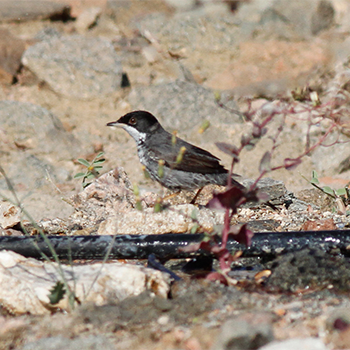 Cyprus Warbler