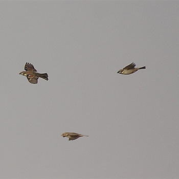 Dead Sea Sparrows
