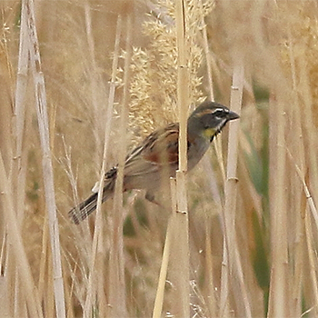 Dead Sea Sparrow