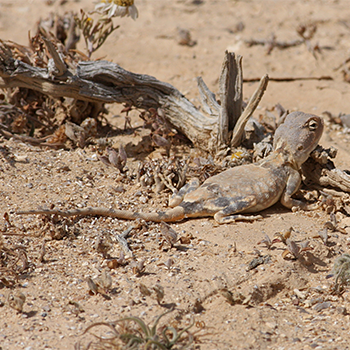 Desert Agama