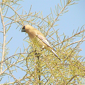 Desert Finch