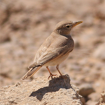 Desert Lark