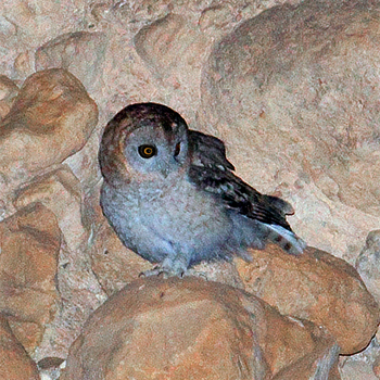 Desert Owl