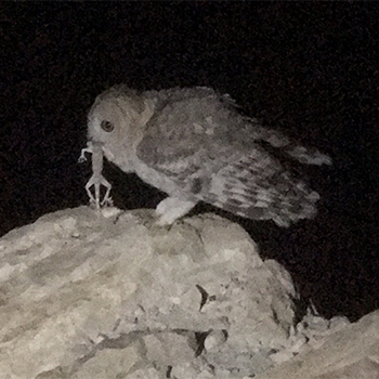 Desert Owl