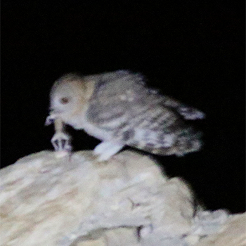 Desert Owl