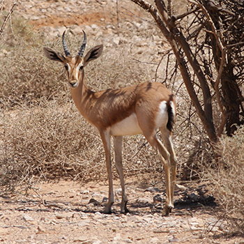 Dorcas Gazelle