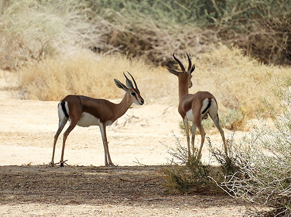 Dorcas Gazelles