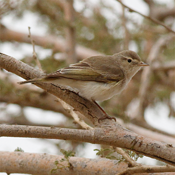 Eastern Bonelli's Warbler