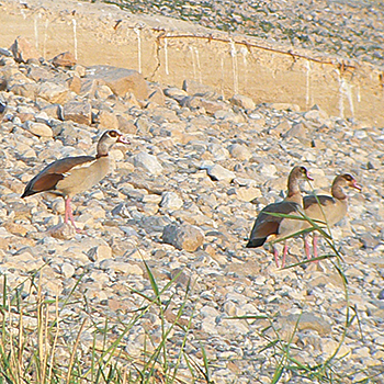 Egyptian Geese
