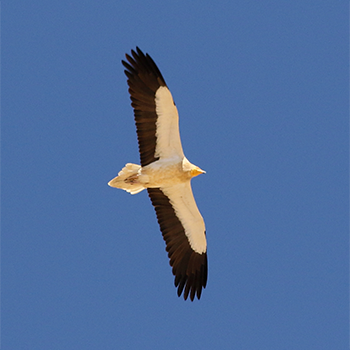 Egyptian Vulture