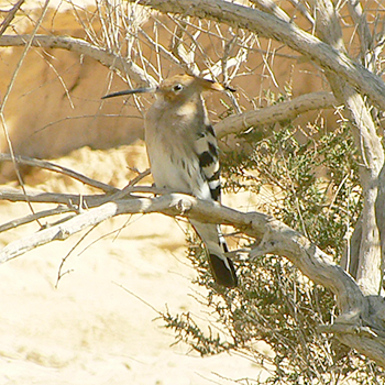 Eurasian Hoopoe