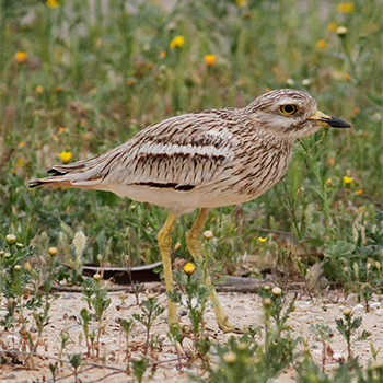 Eurasian Thick-knee