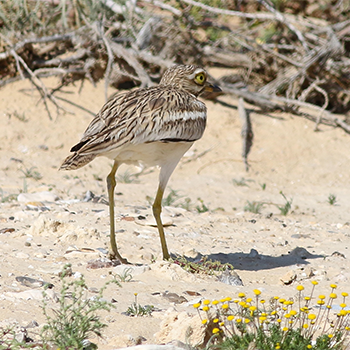 Eurasian Thick-knee