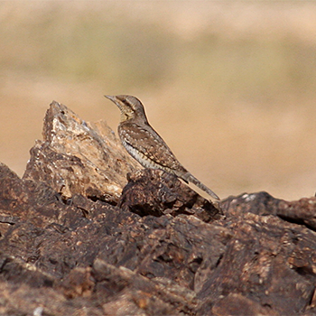 Eurasian Wryneck