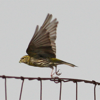 European Serin