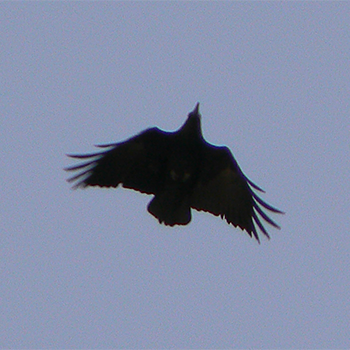 Fan-tailed Raven