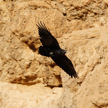 Fan-tailed Raven