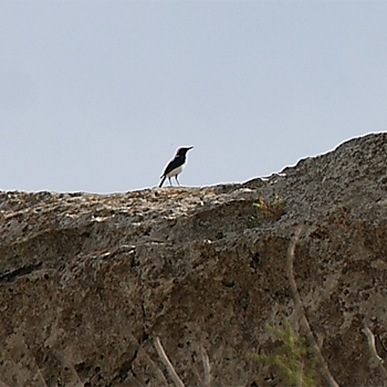 Finsch's Wheatear