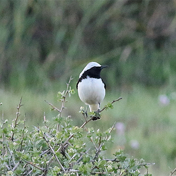 Finsch's Wheatear