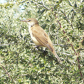 Great Reed Warbler