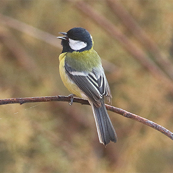 Great Tit (<em>terraesanctae</em>)
