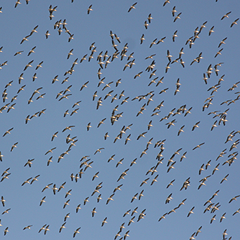 Great White Pelicans