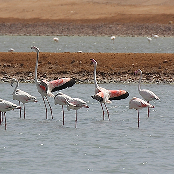 Greater Flamingoes