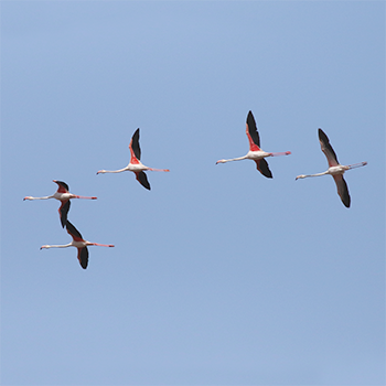 Greater Flamingoes