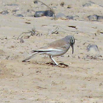 Greater Hoopoe-lark