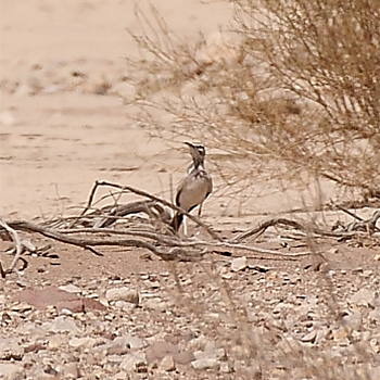 Greater Hoopoe-lark