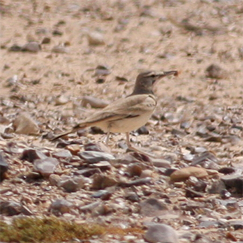 Greater Hoopoe-lark