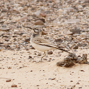 Greater Hoopoe-lark