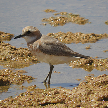 Greater Sand-plover