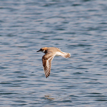 Greater Sand-plover