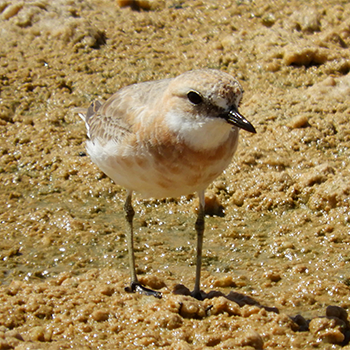 Greater Sand-plover