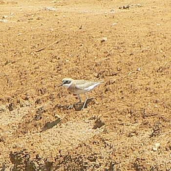 Greater Sand-plover