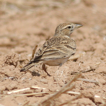 Greater Short-toed Lark