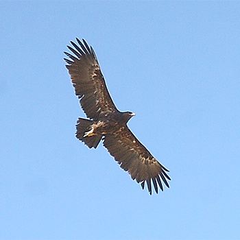 Greater Spotted Eagle