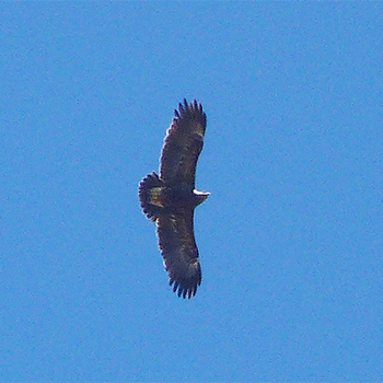 Greater Spotted Eagle