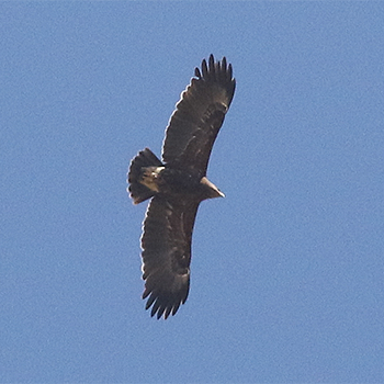 Greater Spotted Eagle