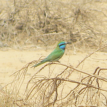 Green Bee-eater