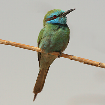 Green Bee-eater