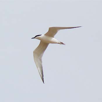 Gull-billed Tern