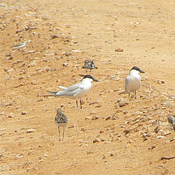 Gull-billed Terns