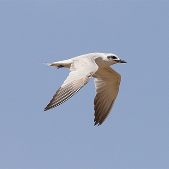 Gull-billed Tern
